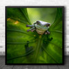 Animals Frog Leaf Green Tree Leaves Animal Frogs Surprise Hello Square Wall Art Print