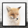 Fox Snow Face Winter Animal Animals Wildlife Wild Nature Closed Square Wall Art Print