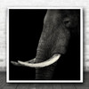 No Background Dark Low-Key Tusk Tusks Elephants Elephant Animal Square Wall Art Print