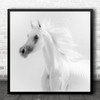 Horse White Arabian Bright High-Key Animal Animals Horses Free Square Wall Art Print