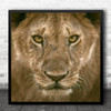 Wild Wildlife Animal Animals Eyes Kenya Lion Masai Mara Africa Square Wall Art Print