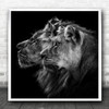 Lion Lioness Predator Safari Family Strong Fierce Duo Animals Square Wall Art Print