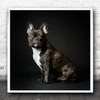 Animal Dog Bulldog Animals Dogs French Cute No Background Pet Square Wall Art Print