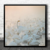 Swans Mist Sun Swan Birds Fog Haze Nature Wildlife Wild Flock Square Wall Art Print