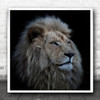 Lion Zoo Africa Timbavati Animal King Mane Pride Proud White Square Wall Art Print