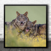 Wolves Animal Spain Spring Flowers Wolf Iberian Smile Tongue Square Wall Art Print