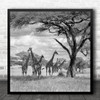 Giraffes Giraffe Serengeti Wildlife Group Resting Shade Tree Square Wall Art Print