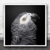 Animals Birds Feathers Parrot African Grey Animal Bird Dark Square Wall Art Print