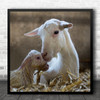 Goat Mother Baby Family Born Birth Life Cute Animal Cattle Square Wall Art Print