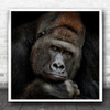 Gorilla Silverback Portrait Hominidae Animal Thoughts Square Wall Art Print