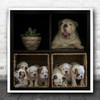 Special Design Furniture Bulldog And Puppies Boxes Square Wall Art Print