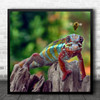 Wait A Second Colourful Chameleon Bee Rocks Square Wall Art Print