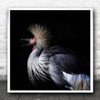 Animal Zoo Bird Mohawk Open Beak Feathers Square Wall Art Print