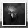 Lotus Flower Bee Macro Flowers Floral Insect Insects Bug Bugs Square Wall Art Print