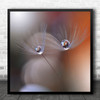 Flower Flora Floral Macro Drops Droplet Soft Delicate Gentle Square Wall Art Print