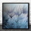 Drops Dew Dandelion Downy Tuft Tufts Feather Drop Droplet Square Wall Art Print