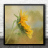 Painterly Texture Filter Painting Still Life Sunflower Square Wall Art Print