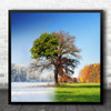 Large Tree Season Seasonal Landscape Winter Spring Summer Fall Square Wall Art Print