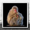 Ape Apes Monkey Monkeys Black Background Dark No Animal Animals Square Art Print