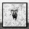 Mouflon Nature Wildlife Horns Spain B&W High Key High-Key Wild Square Art Print