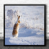 Rabbit Jackrabbit Bunny Winter Snow Frost Cold Chilly Wildlife Square Art Print