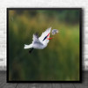 Fish Catch Caught Flight Fly Flying Action Drama Dramatic Square Wall Art Print