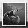 Underwater Turtle Turtles Sea Green B&W Water Bottom Perspective Square Print