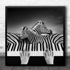 Zebra Zebras Keyboard Piano Play Playing Music Hands Fingers Square Art Print
