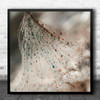 Downy Tufts Dew Water Soft Gentle Delicate Still Life Macro Square Art Print