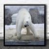 Svalbard Polar Bear Shake Shaking Water Drops Droplets Drop Square Art Print