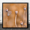 Nature Insect Butterfly Poppies Still Life Blur Macro Square Wall Art Print