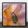 Macro Up Close Nature Insect Centre Flower Pink Square Wall Art Print