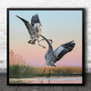 Wildlife Nature Animal Cranes Birds Fight Pink Square Wall Art Print