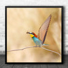 Bee Eater Colors Bird Nature Blue Belly Square Wall Art Print