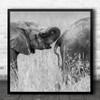 Elephant Fun Funny Humour B&W Wildlife Square Wall Art Print