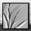 Flower Vase Hortensia Flowers Flora Floral Leaf Leaves B&W Square Wall Art Print