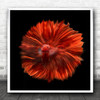 Fish Red Macro Animal Animals Water Underwater No Background Square Art Print