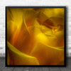 Rose Macro Close Up Still Life Nature Yellow Flower Square Wall Art Print