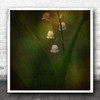 Flower Blossom Green Lily Droplets Beautiful Square Wall Art Print