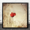 Sepia Background Lone Poppy Budding Flowers Square Wall Art Print