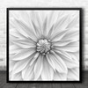 Dahlia Flower Monochrome Macro Close Up Y Square Wall Art Print