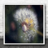 Painterly Macro Flower Dandelions Nature Square Wall Art Print