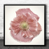 Flower Pink Poppy One From The Summer Square Wall Art Print