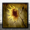 Still Life Flowers Sunflower Nature Square Wall Art Print