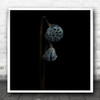 Lotus Plant Black Background Pair Square Wall Art Print