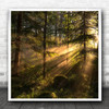 Light Landscape Forest Trees Tree Rays Beams Sunlight Square Wall Art Print