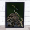 Snake Vietnam Painted Bronzeback Beauty snake Bule Bron Wall Art Print