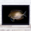 Underwater Fish Wildlife Nature Animal Black Background Wall Art Print