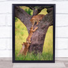 Wildlife Climb Reach Help Teamwork lion Family Tree Cub Wall Art Print