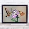 Hawkmoth Butterfly Thistle Macro Insect Bug Spain Duet Wall Art Print